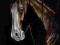 Koń konie bcm pastel