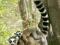 Lemur - Ring Tailed - Lemury - plakat 91,5x61 cm