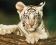 Biały tygrys - Kot - plakat 40x50 cm