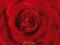Czerwona Róża - Kwiat - plakat 91,5x61 cm