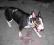 NEGRA bulterier ka bullterier bull terrier ODDAM