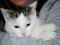 7-miesięczna szaro-biała słodka kotka Larysa
