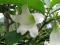 Beaumontia grandiflora - Pnącze prosto ze snu !