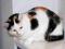 Kochana kotka Broszka - trikolor