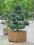 Cyp. BOULEVARD- strzyżony-formowany na bonsai 1m