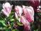 Magnolia GEORGE HENRY KERN-sadz. z P9-wys. WIOSNĄ