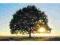 Plakat obraz 100x50cm WGA-06119 LONELY TREE