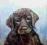 labrador portret psa  50 X 50, M.J.Setkowicz
