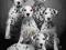 Kolorowe Dalmatyńczyki - Pies - plakat 91,5x61 cm