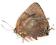 Motyl - Panthiades bitias