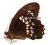 Motyl - Papilio fuscus xenophilus