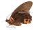 Motyl - Papilio memnon heronus