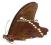 Motyl - Papilio nireus