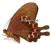 Motyl - Papilio paris formosanus