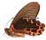 Motyl - Papilio taiwanus
