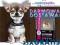 KARMA Eukanuba ADULT Small 15kg +25 x SUPER GRATIS