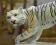 KARL ENS !! -- Tygrys Biały -- !! UNIKAT ! 28cm.