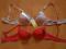 DWA NOWE BIUSTONOSZ E PUSH-UP ROZ 32/70 A TANIO