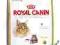 Royal Canin Maine Coon31 10kg POMÓŻ rottka.pl