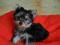 York, Yorki,Yorkshire Terrier, Mini po CWC,Rodowod