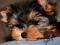 YORK, YORKI, YORKSHIRE TERRIER piesek z rodowodem