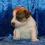 JACK RUSSELL TERRIER po championach