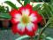 Adenium Super Monlight Fairy 6 nasion+ziemia = 3zł