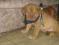 DOGUE de BORDEAUX dog - rodowodowy piesek