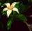 Rothmannia capensis - Candlewood - PIĘKNA!