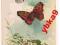 C.Klein. Kwiaty, motyl przedwojenna