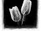 Tulipany (BW) - plakat 40x50 cm