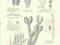 Rycina 0021, rośliny i drzewa, Algi