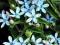 TWEEDIA CAERULEA 15 nasion