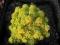 ROZCHODNIK HISZPAŃSKI Aureum żółte liście nowość