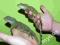 Agama błotna śred.(Physignathus cocincinus)HURT FV