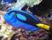 Paracanthurus hepatus - morskie, roz.S,M - pokolec