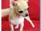 Chihuahua rodowodowe po importach (USA, Czechy)