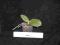 Storczyk, - Phalaenopsis gigantea