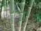 BAMBUS MROZOODPORNY-20* PHYLLOSTACHYS NASIONA D06