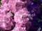 Na rabaty ogromna Delphinium - różowa kolba