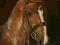 koń konie portret sucha pastela A. Zin