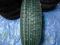 OPONA ZIMOWA FIRESTONE  205/55/16T WINTERHAWK EVO