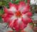 Adenium Obesum-RED SUNNY