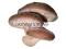 SHIITAKE shitake shii-take grzybnia ziarno1kg