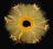 Żółciutka spódniczka tutu tiulowa, śliczna :)