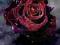 Luksusowa róża - plakat 61x91,5 cm