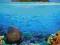 Tropikalna Wyspa (Rafa Koralowa) plakat 61x91,5 cm
