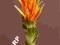 Kwiat egzotyczny protea pomarańcz Sztuczne kwiaty
