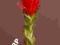 Kwiat egzotyczny protea czerwona Sztuczne kwiaty
