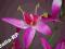 Storczyki fioletowe Sztuczne kwiaty